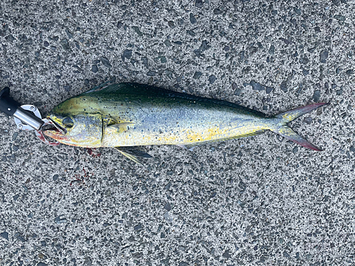 シイラの釣果