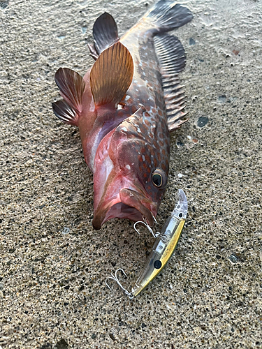 アコウの釣果