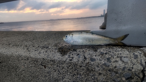 サッパの釣果