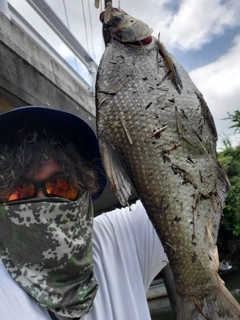 ダントウボウの釣果