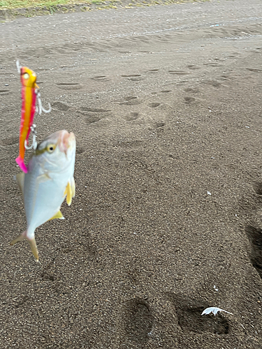 ショゴの釣果