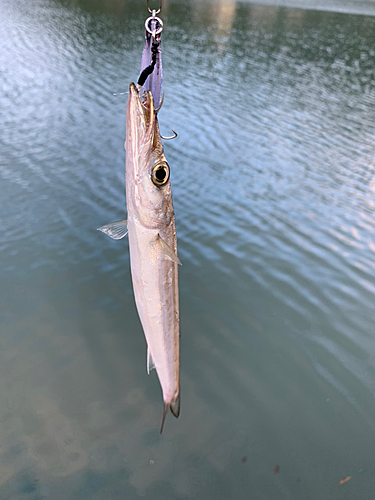 カマスの釣果