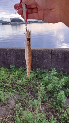 カマスの釣果