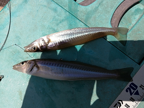 シロギスの釣果