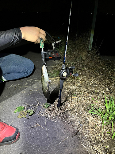 ナマズの釣果