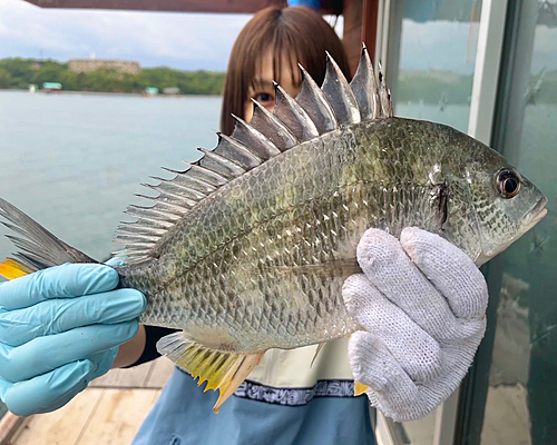 キビレの釣果