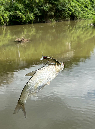 ハスの釣果