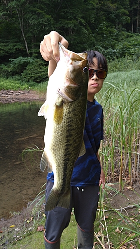 ラージマウスバスの釣果