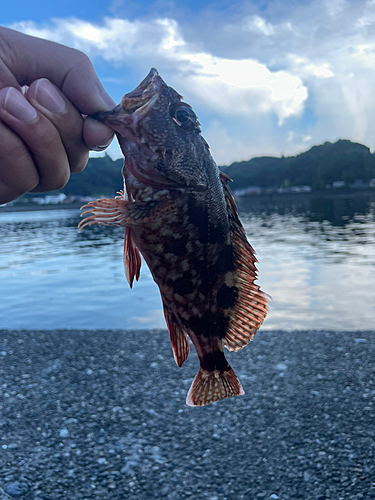 ガシラの釣果