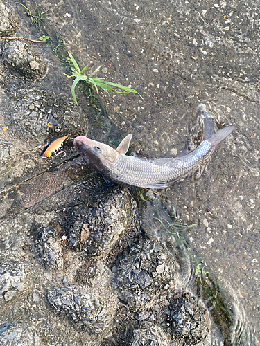 ニゴイの釣果