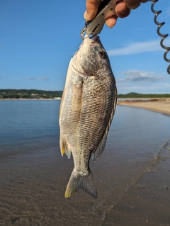 キビレの釣果