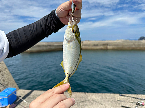 ネリゴの釣果