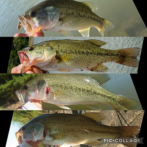 ブラックバスの釣果