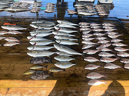 マダイの釣果