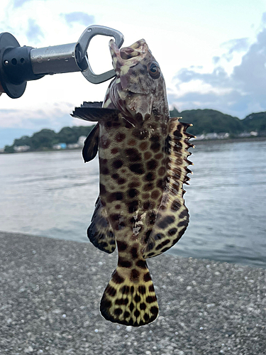 カンモンハタの釣果