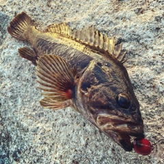 タケノコメバルの釣果