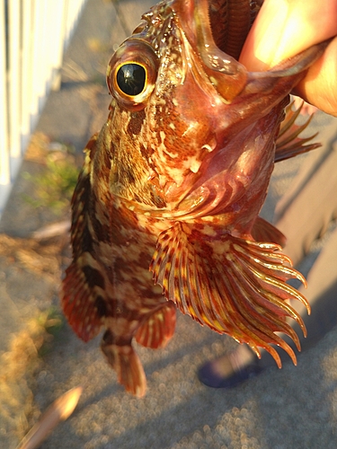 カサゴの釣果