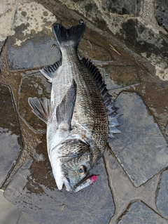 チヌの釣果