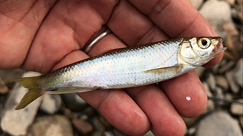 オイカワの釣果