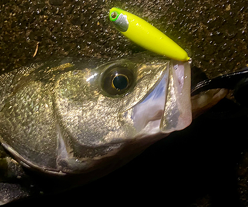 シーバスの釣果