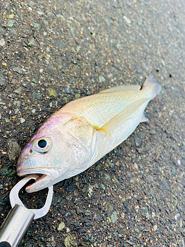 箱崎埠頭で釣れたシログチの釣り・釣果情報 - アングラーズ