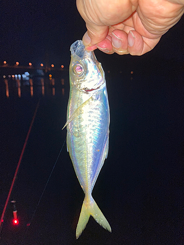 マアジの釣果