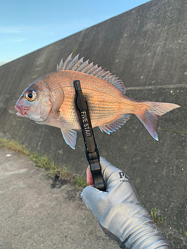 チャリコの釣果