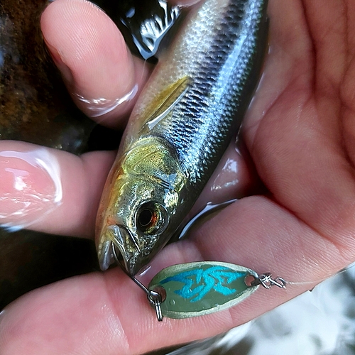 カワムツの釣果