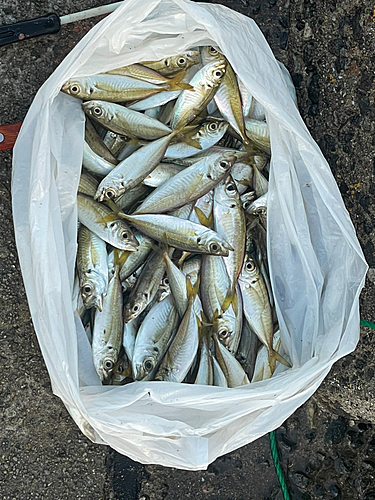 アジの釣果