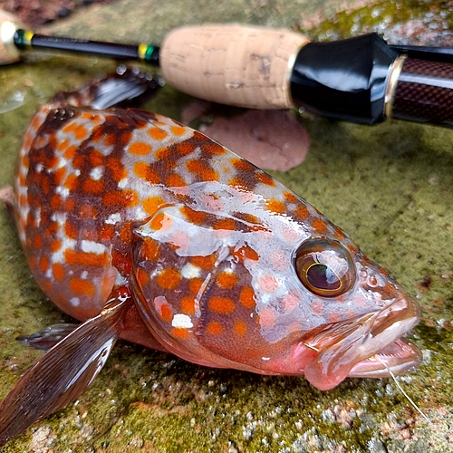 キジハタの釣果