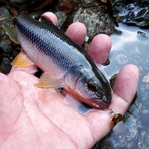 カワムツの釣果