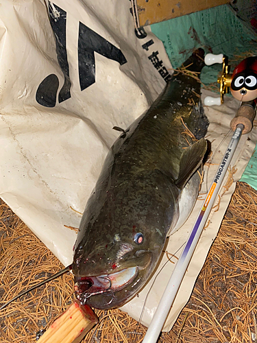 ナマズの釣果