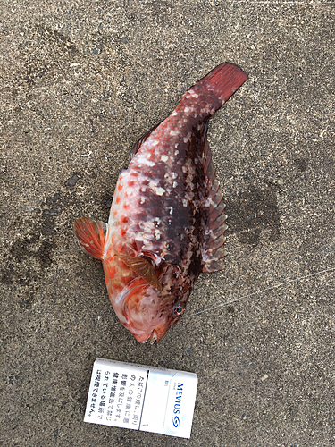 ブダイの釣果