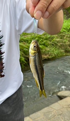 カワムツの釣果