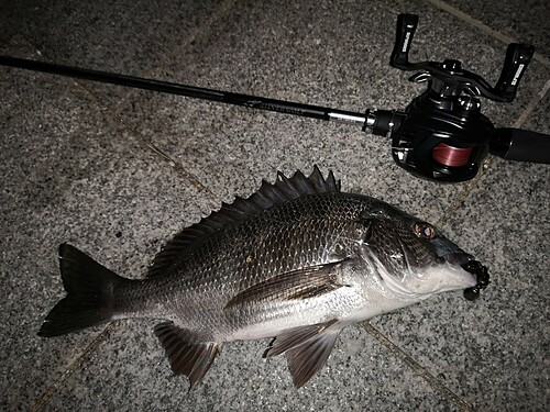 チヌの釣果