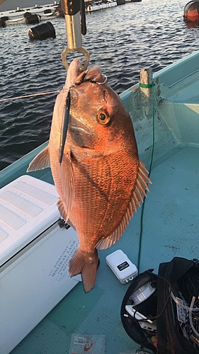 タイの釣果