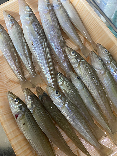 シロギスの釣果