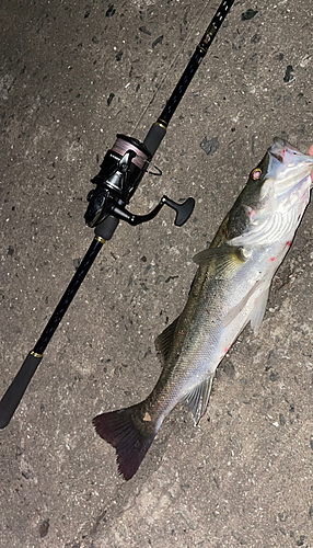 シーバスの釣果