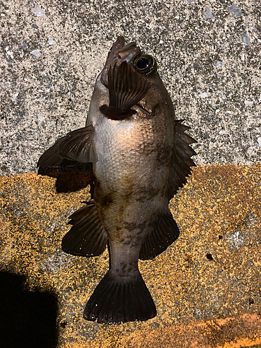 メバルの釣果