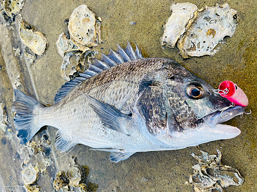 チヌの釣果