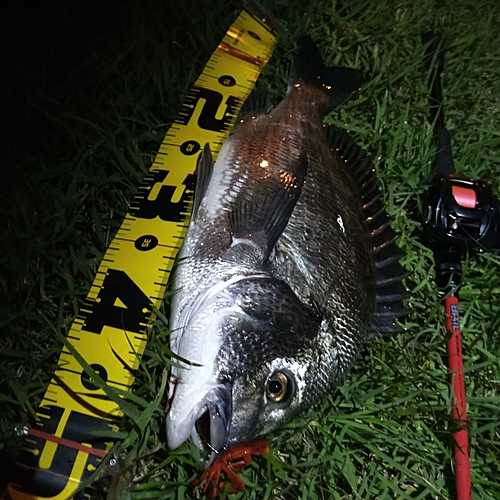 チヌの釣果