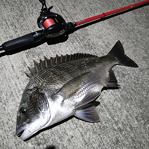 チヌの釣果