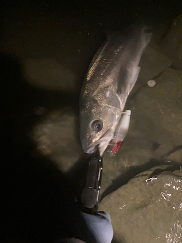 マルスズキの釣果