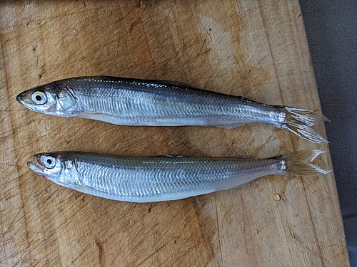 チカの釣果