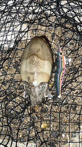 モンゴウイカの釣果