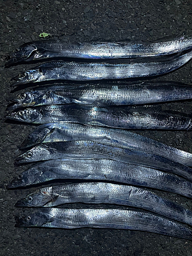 タチウオの釣果