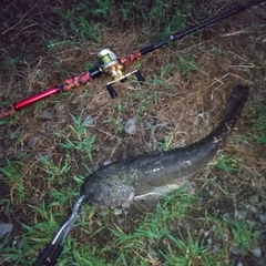 マナマズの釣果