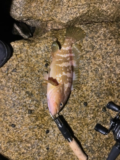 アコウの釣果