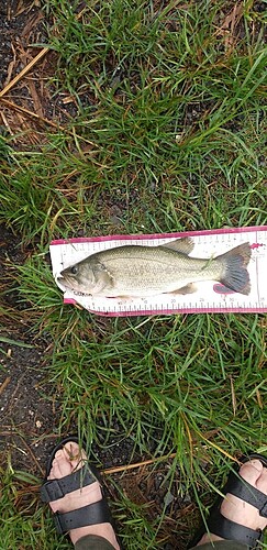 ブラックバスの釣果