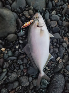 カンパチの釣果